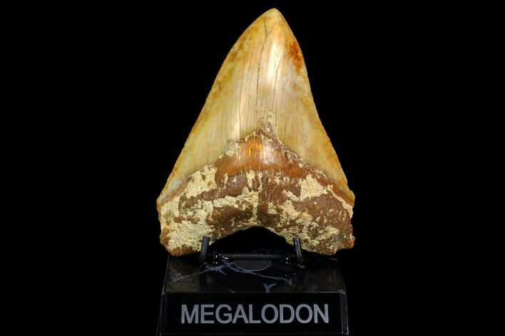 Serrated, Fossil Megalodon Tooth - West Java, Indonesia #154628